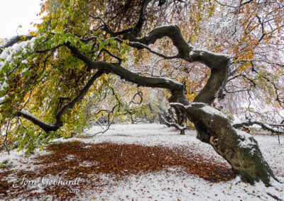 naturfotografie.de - Süntelbuchen