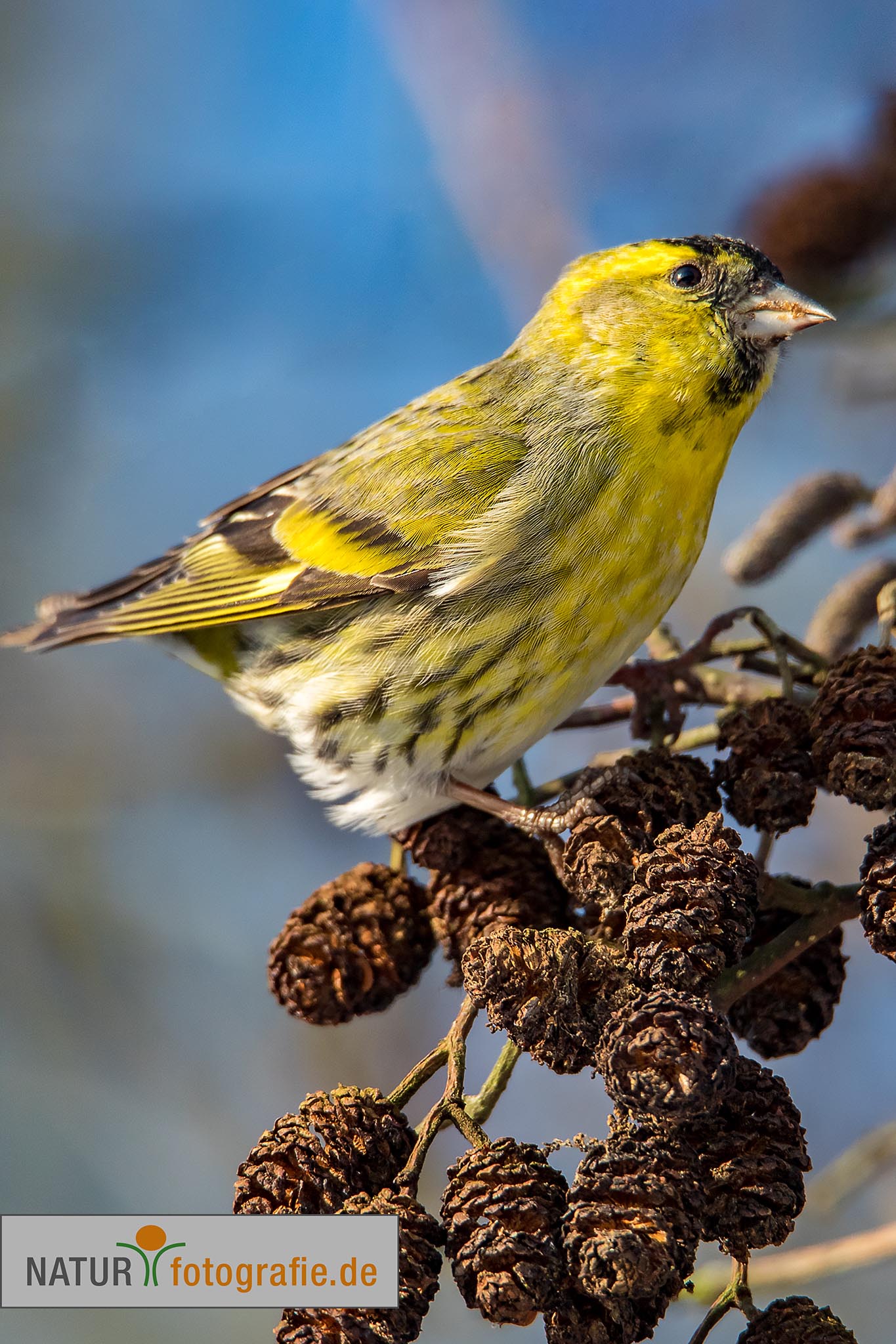 naturfotografie.de - Fotomotive finden