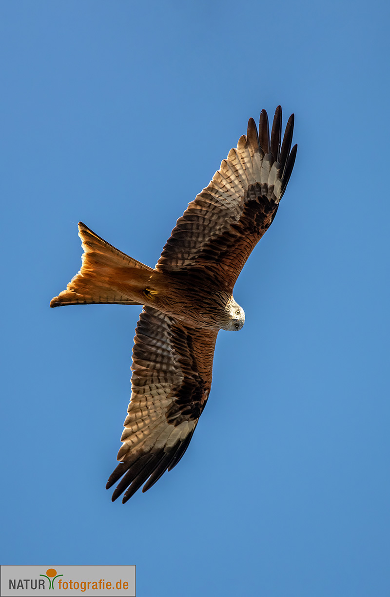 naturfotografie.de - Fotomotive finden im März