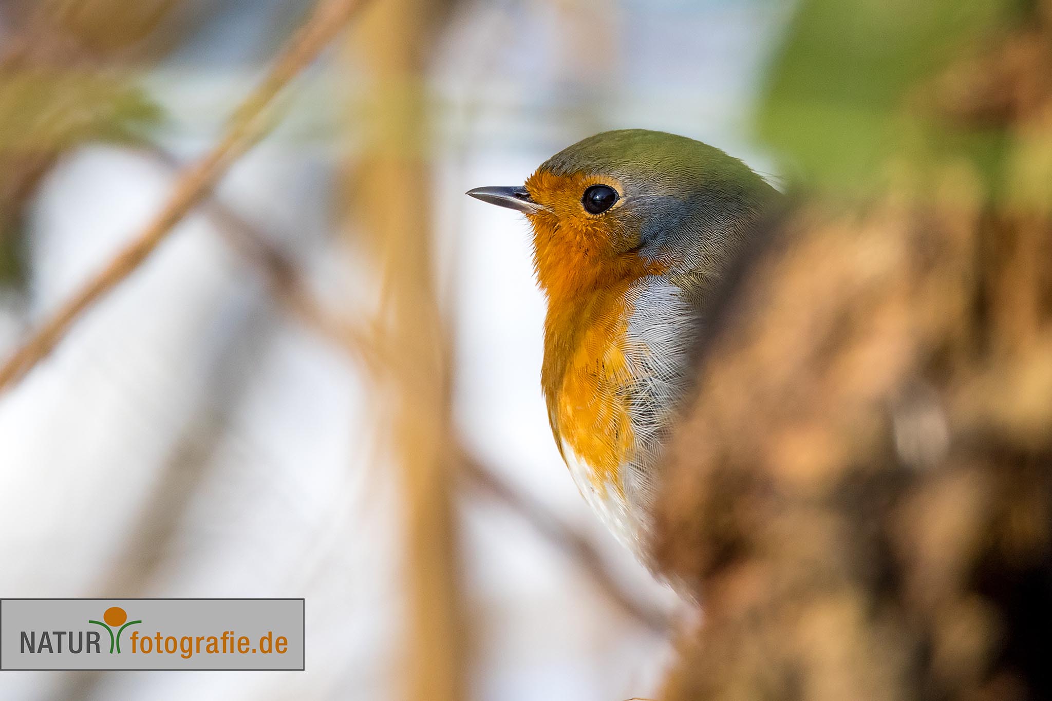 naturfotografie.de - Fotomotive finden