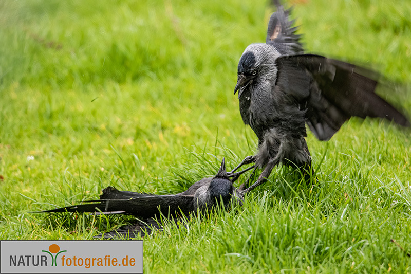 naturfotografie.de - Fotomotive finden im März