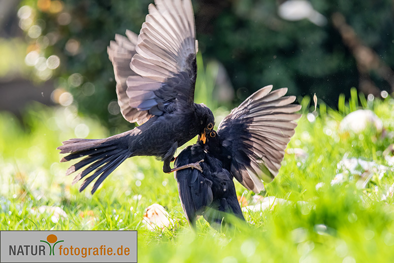 naturfotografie.de - Fotomotive finden im März