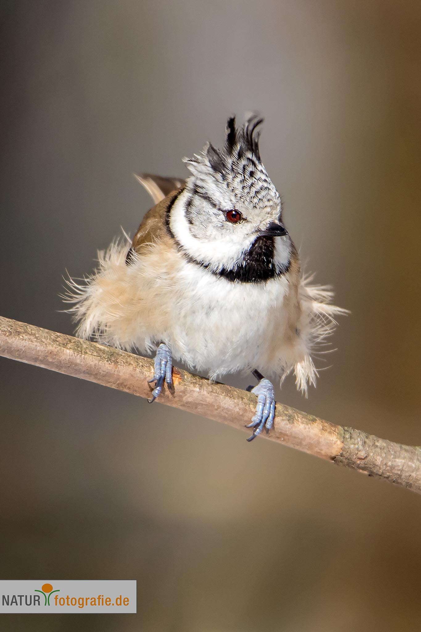 naturfotografie.de - Fotomotive finden