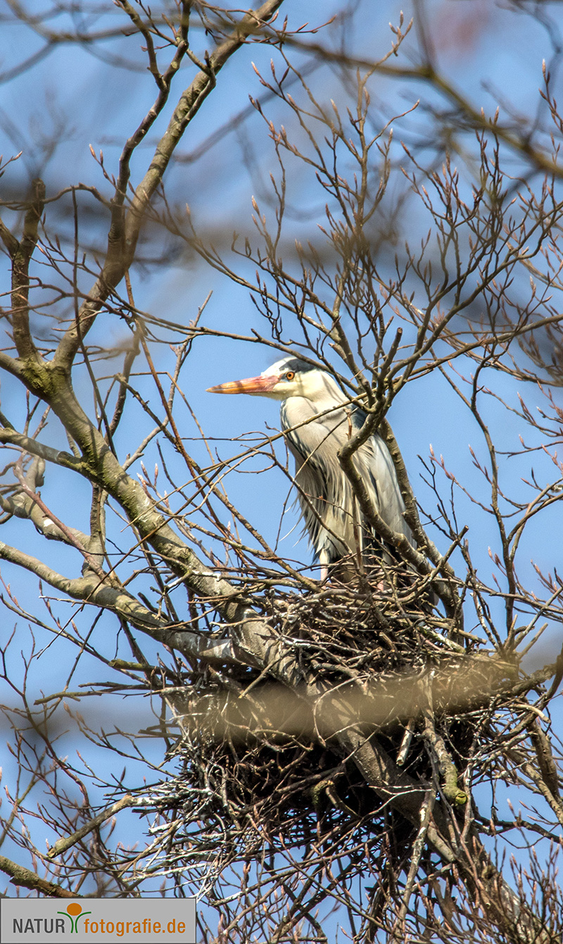 naturfotografie.de - Fotomotive finden im März