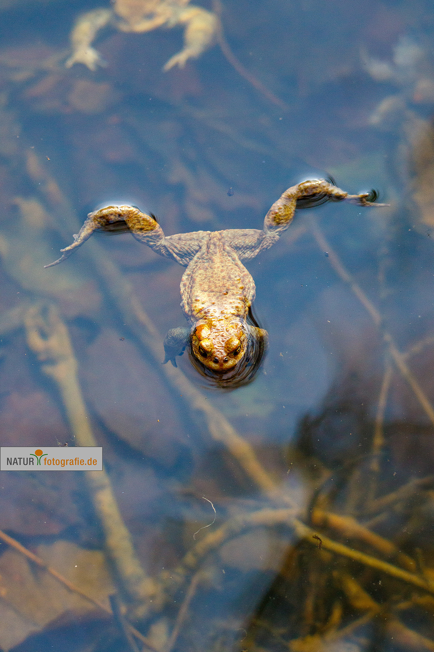 naturfotografie.de - Fotomotive im April