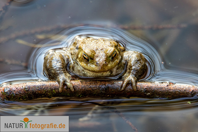 naturfotografie.de - Fotomotive finden im März