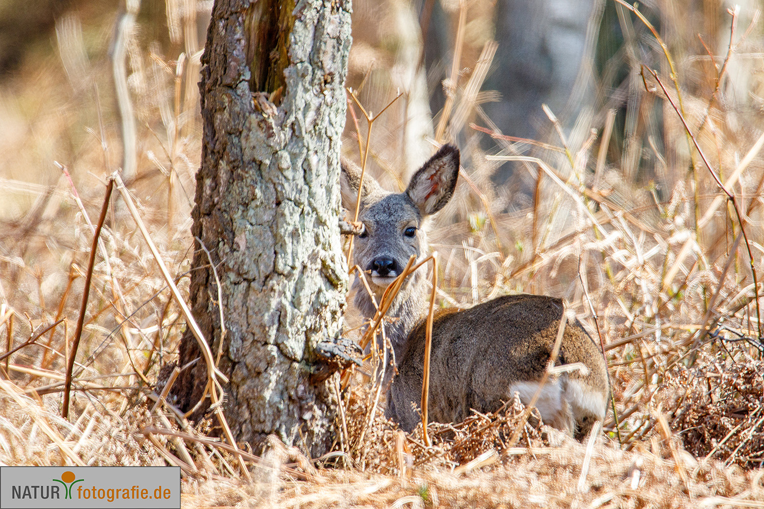 naturfotografie.de - Fotomotive im April