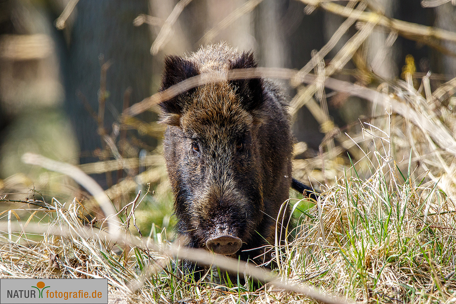 naturfotografie.de - Fotomotive im April