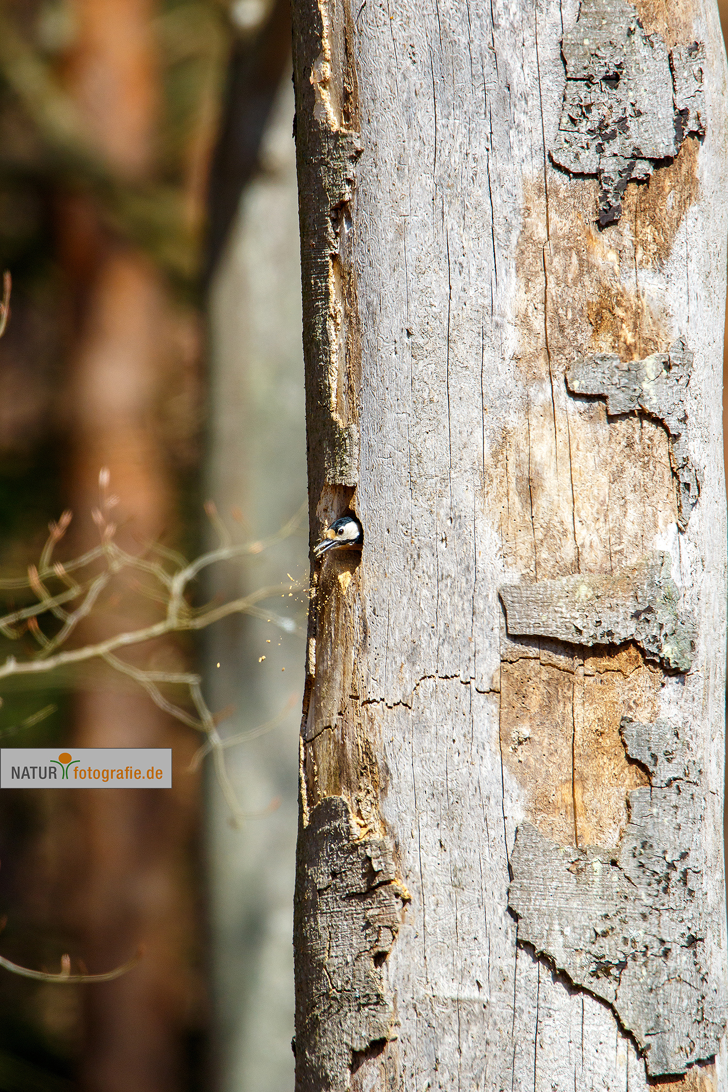 naturfotografie.de - Fotomotive im April