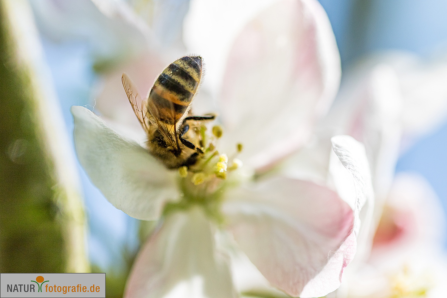 naturfotografie.de - Fotomotive im April