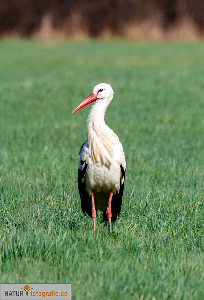 naturfotografie.de - Fotomotive finden im März