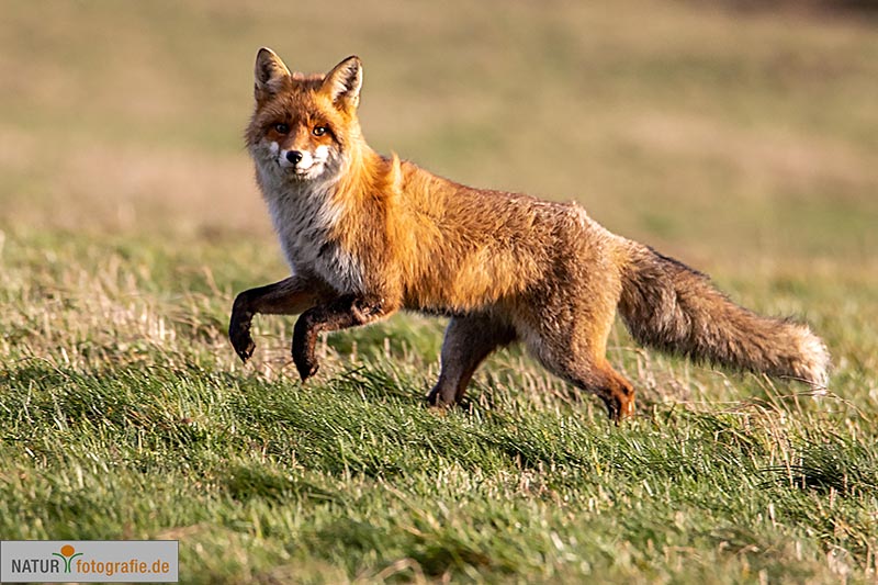 naturfotografie.de - Fotomotive finden