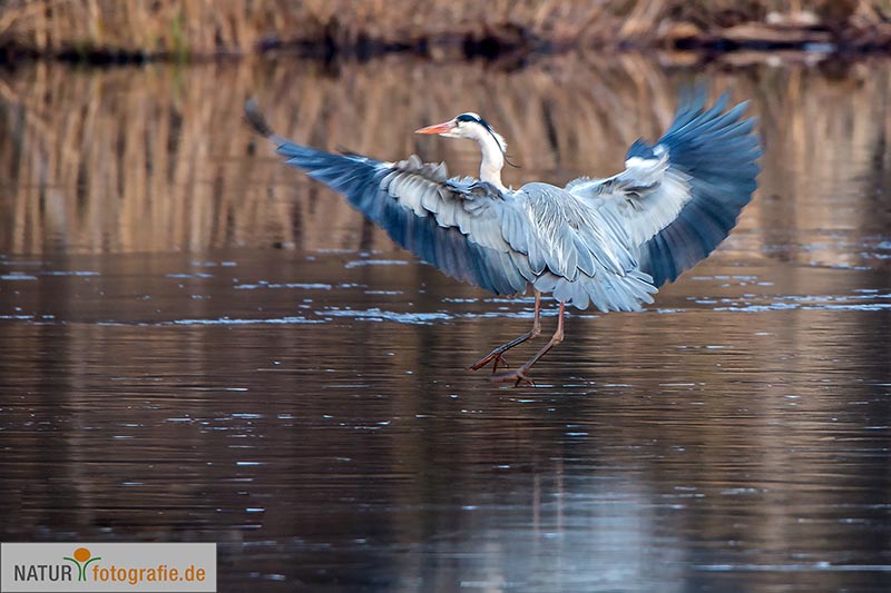 naturfotografie.de - Fotomotive finden