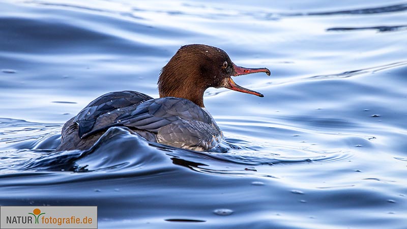 naturfotografie.de - Fotomotive finden