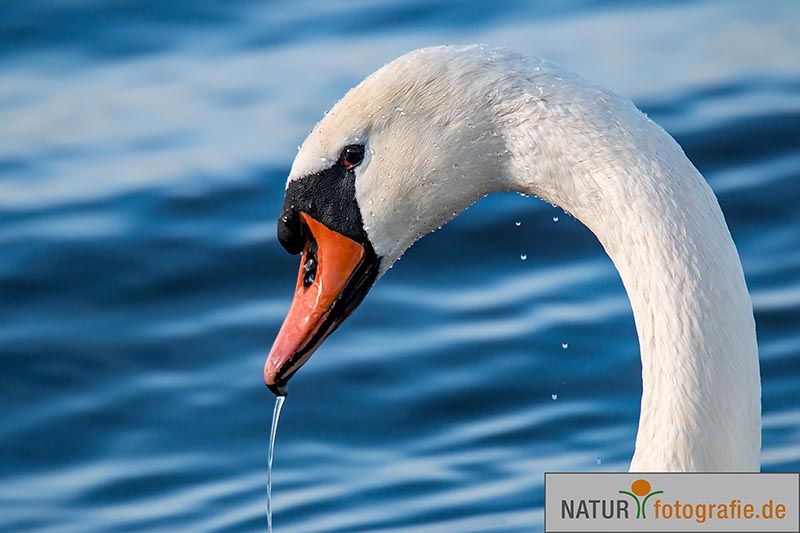 naturfotografie.de - Fotomotive finden