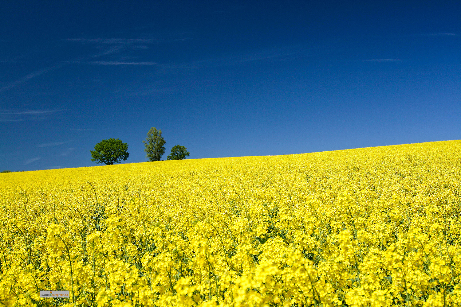 naturfotografie.de - Fotomotive im April