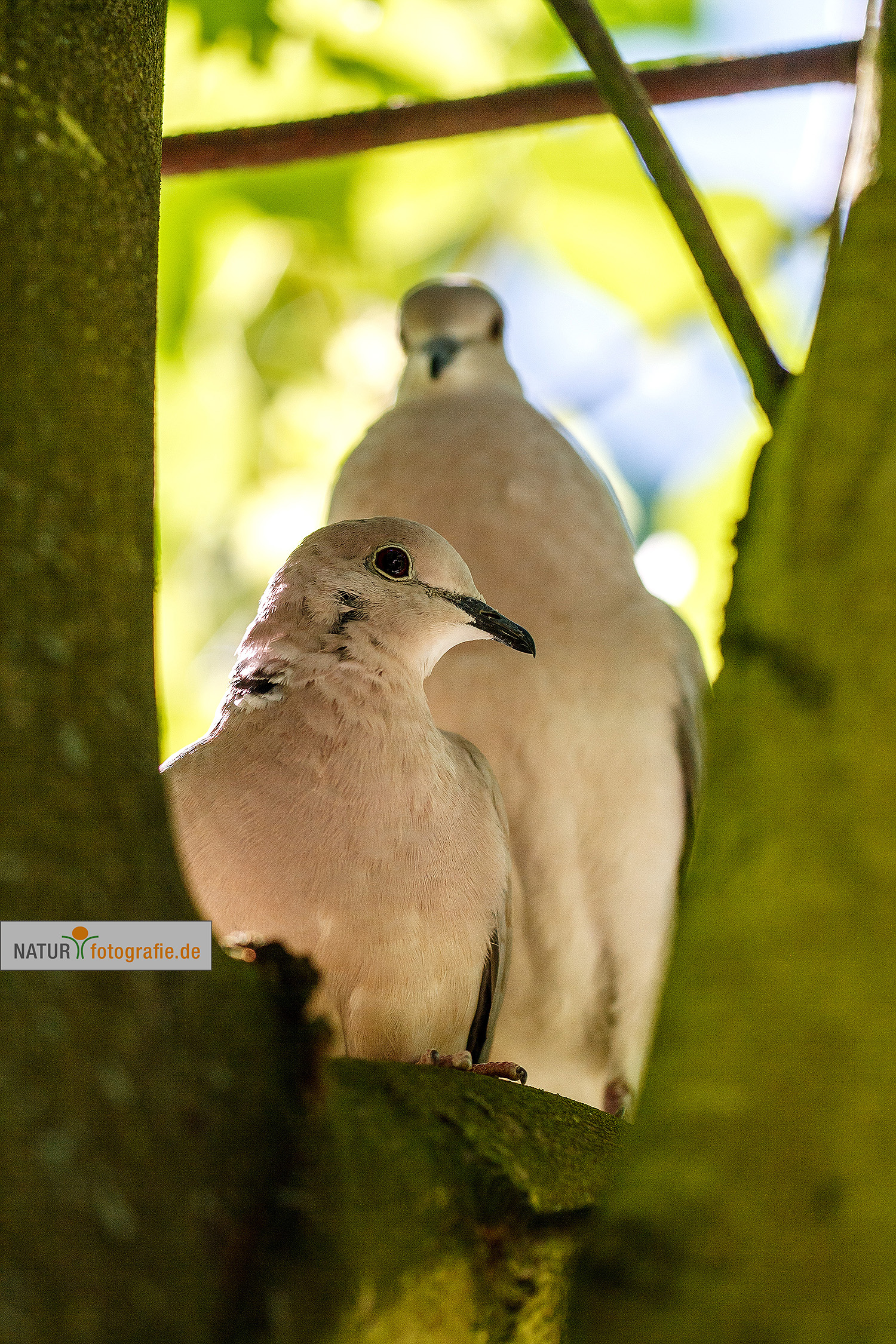 naturfotografie.de - Fotomotive im April