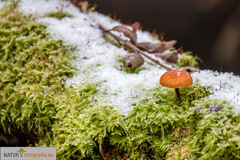 naturfotografie.de - Fotomotive finden