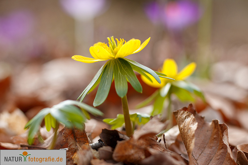 naturfotografie.de - Fotomotive im März finden