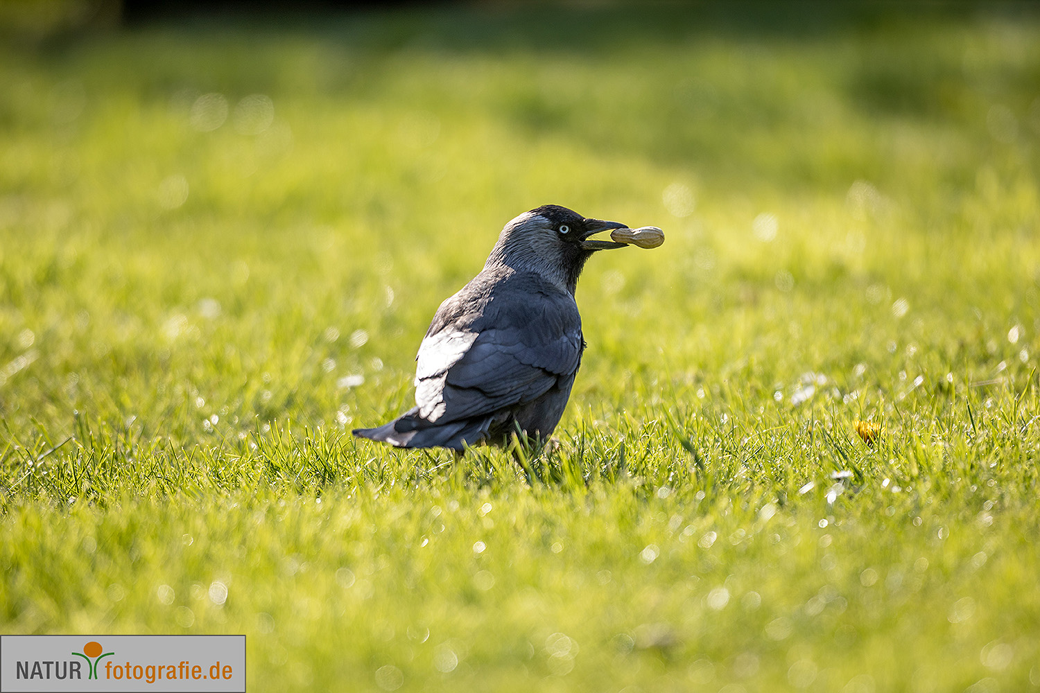 naturfotografie.de - Fotomotive im April