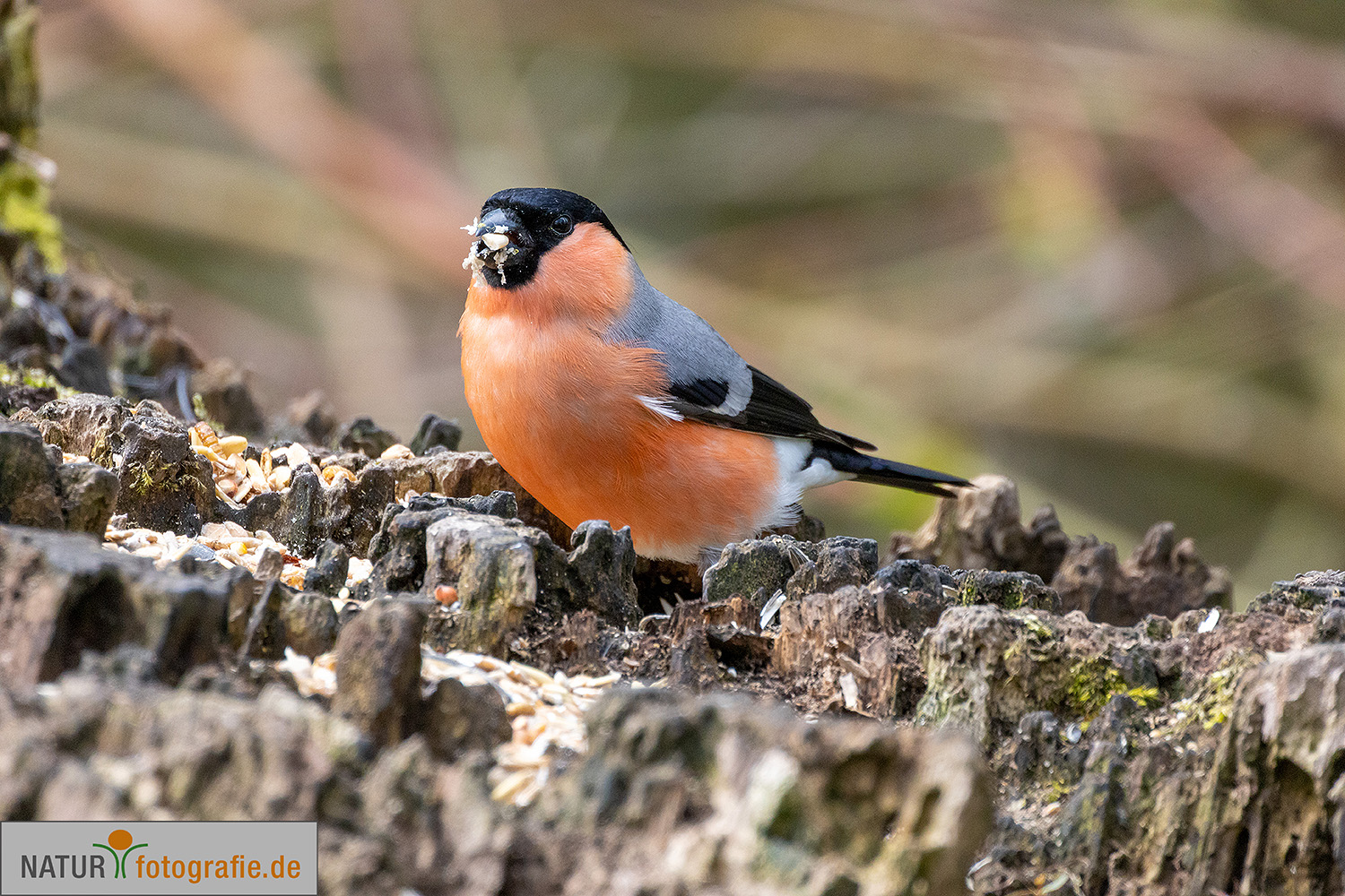 naturfotografie.de - Fotomotive im April