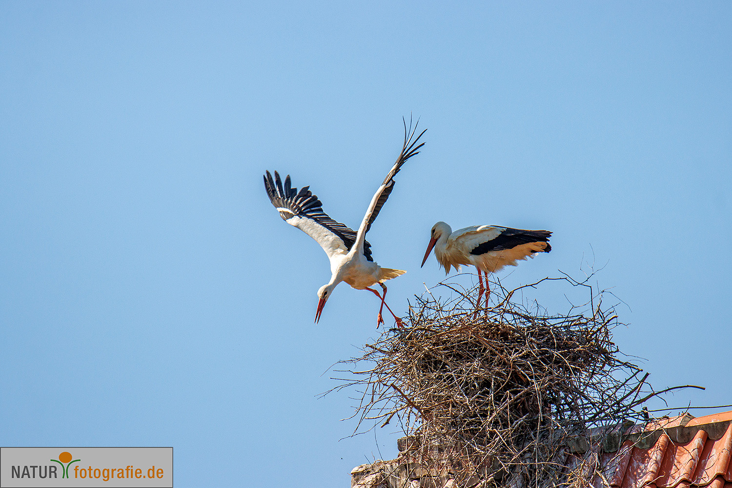 naturfotografie.de - Fotomotive im April