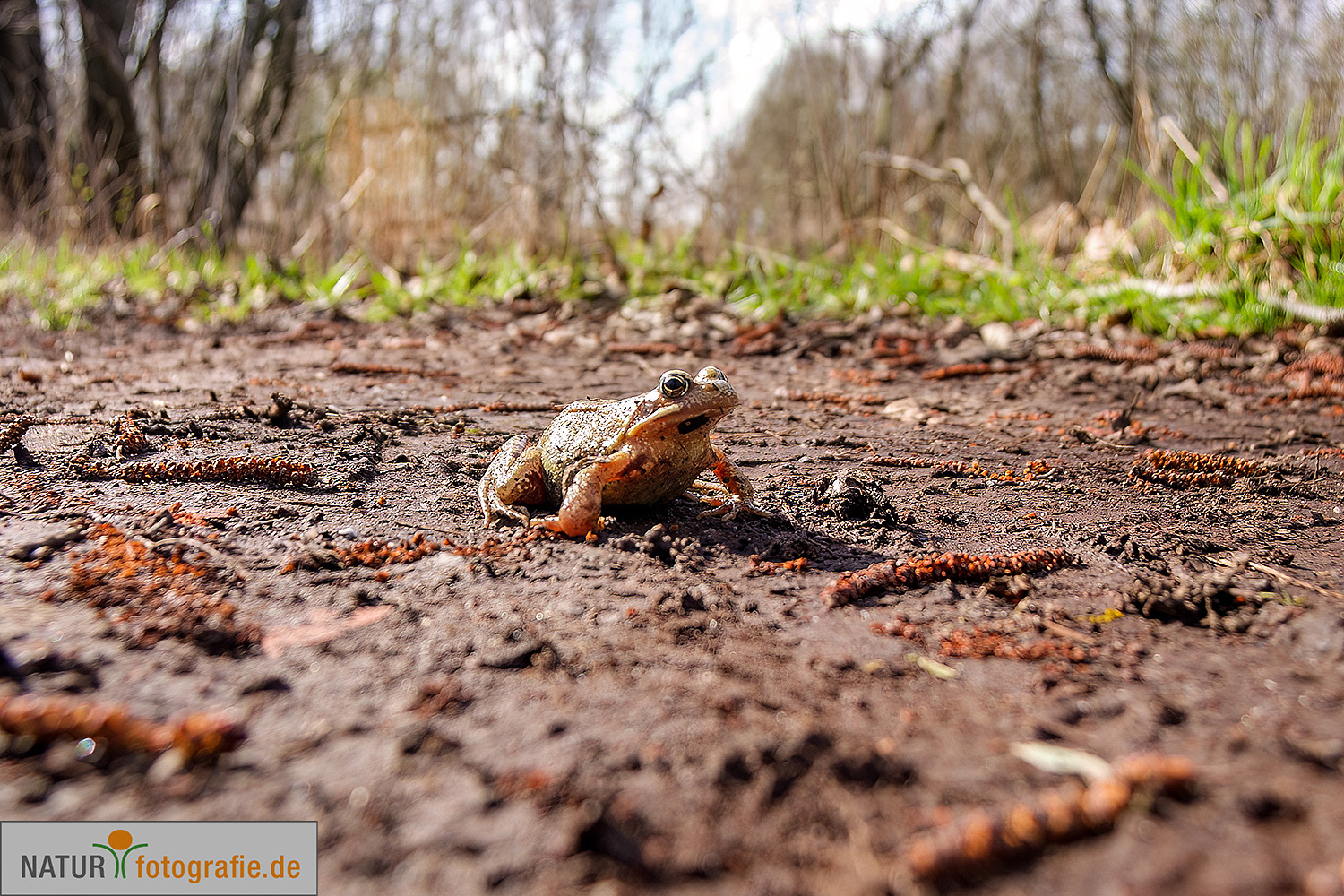 naturfotografie.de - Fotomotive finden im März