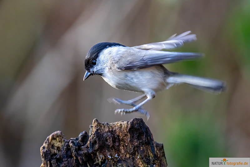 naturfotografie.de - Fotomotive finden