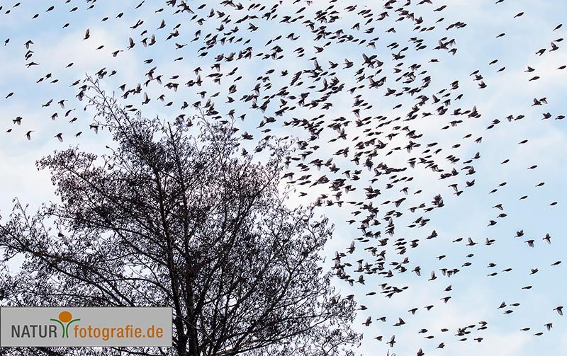 naturfotografie.de - Fotomotive finden