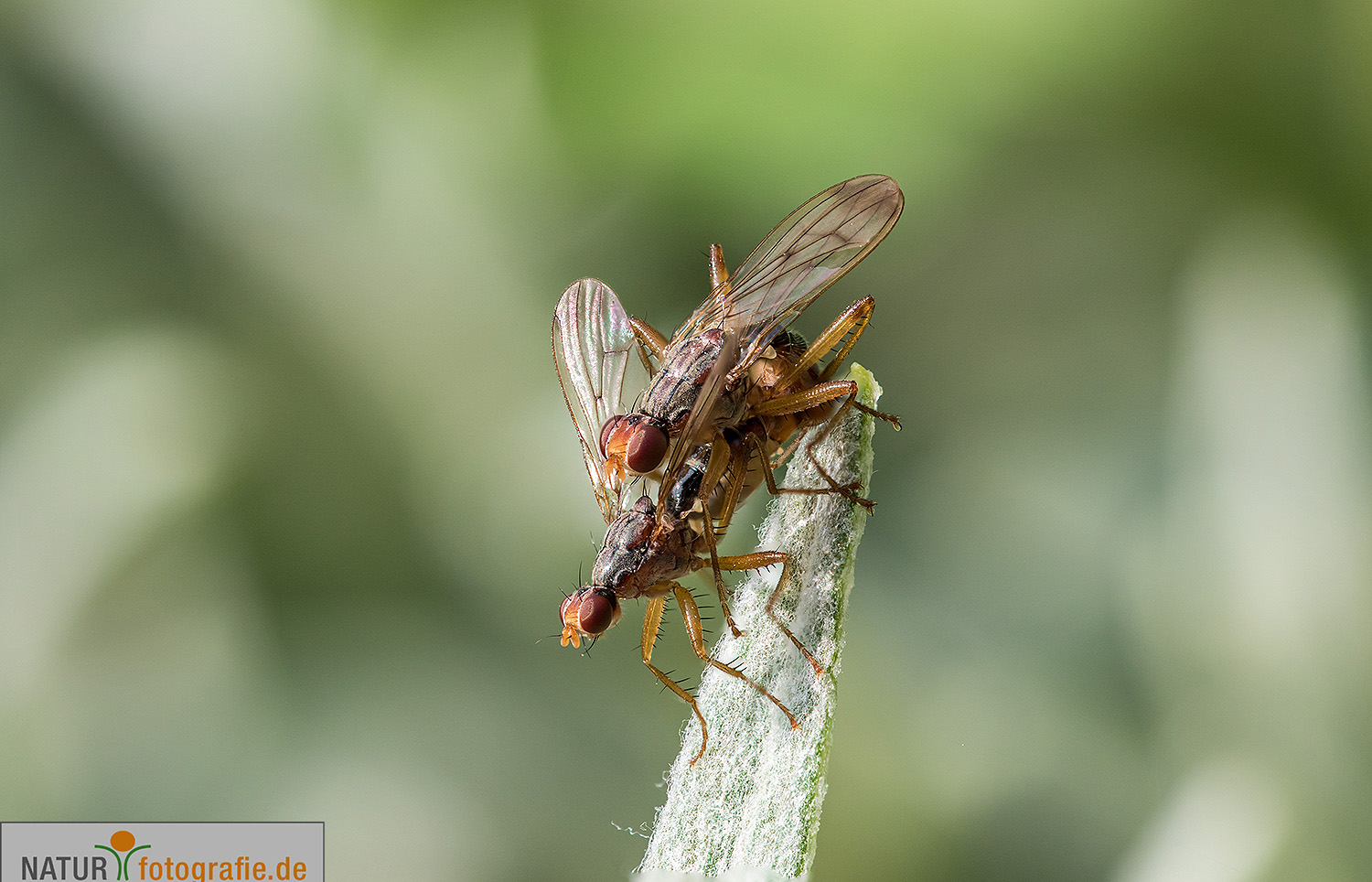 naturfotografie.de - Fotomotive im April