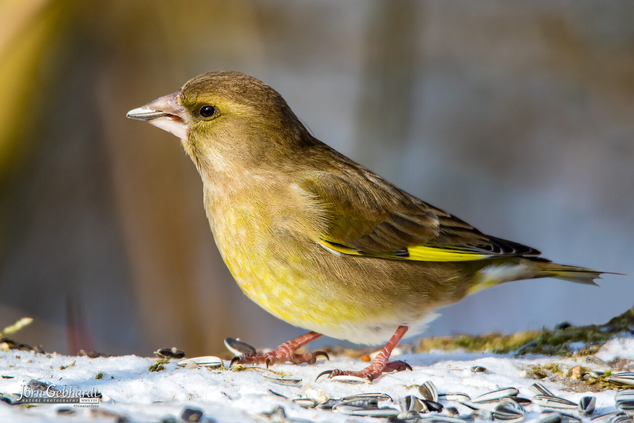 Top 20 Heimische Gartenv gel Naturfotografie de