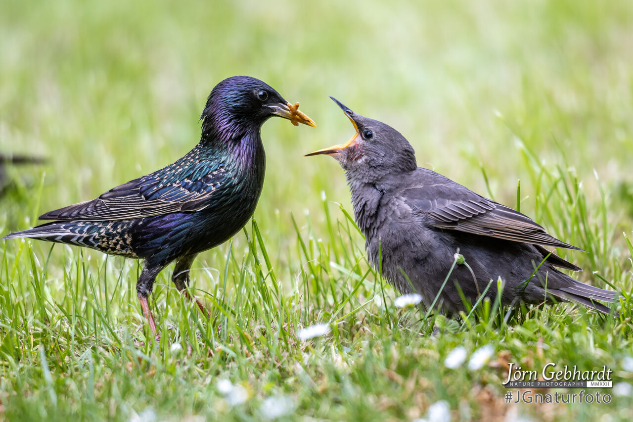 Top 20 Heimische Gartenv gel Naturfotografie de