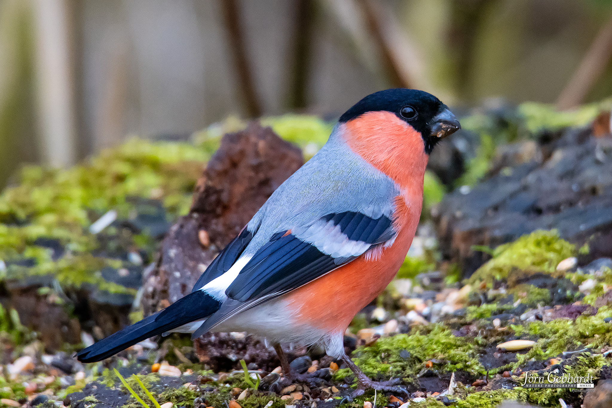 Top 20 Heimische Gartenv gel Naturfotografie de