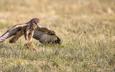 Vogelfotografie 2025