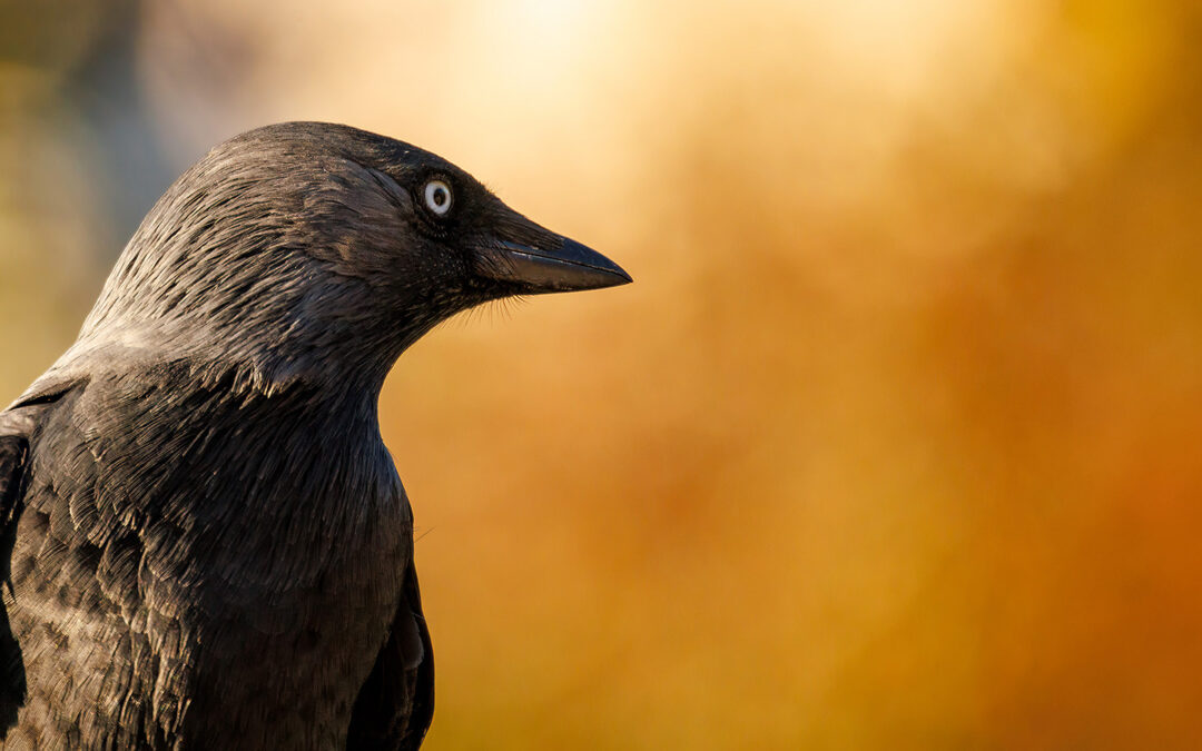 Fotomotive finden im November