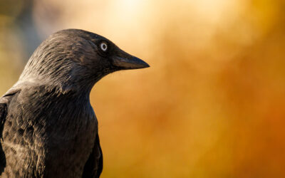 Fotomotive finden im November