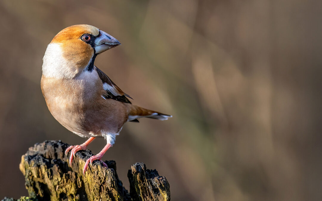 Vogelportrait – Der Kernbeißer