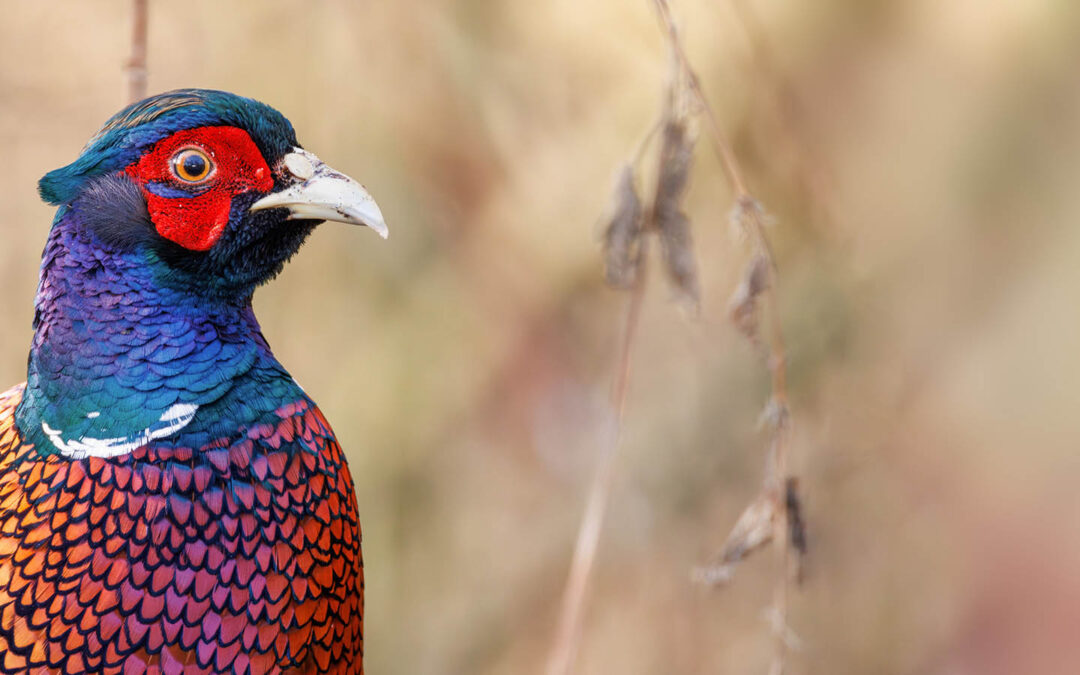 Unverhofft kommt oft. Fasan ganz nah