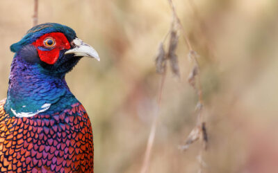 Unverhofft kommt oft. Fasan ganz nah