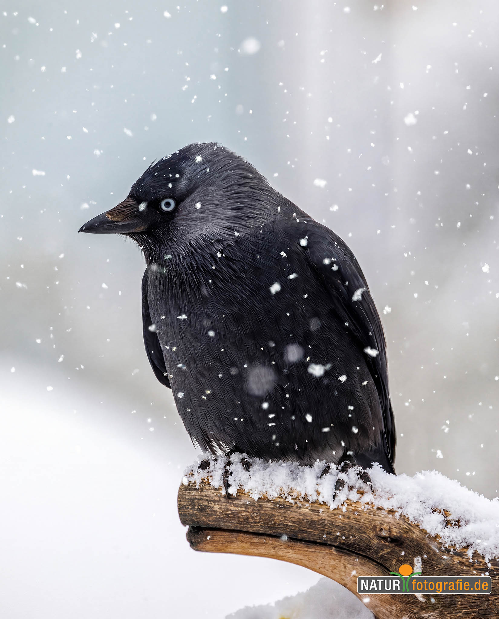 naturfotografie.de - Dohle im Winter naturfotografie.de - Dohle im Winter