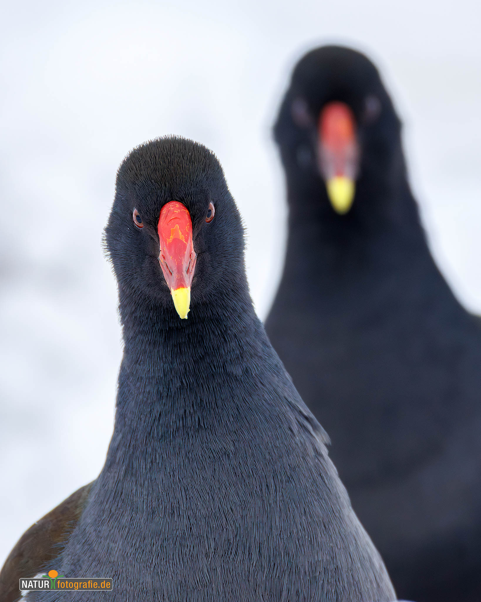 naturfotografie.de - Teichhühner im Winter naturfotografie.de - Teichhühner im Winter