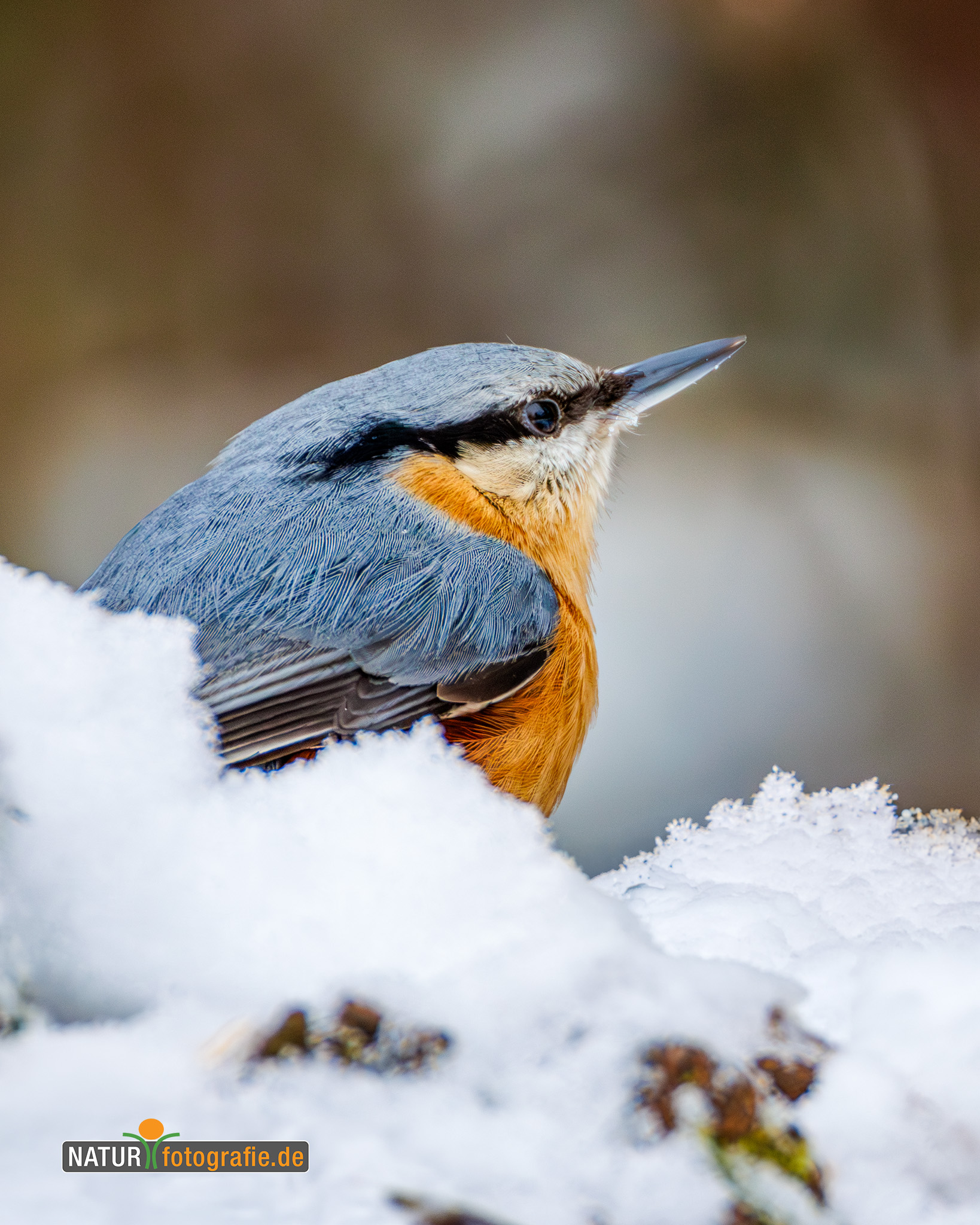 naturfotografie.de - Kleiber im Winter naturfotografie.de - Kleiber im Winter