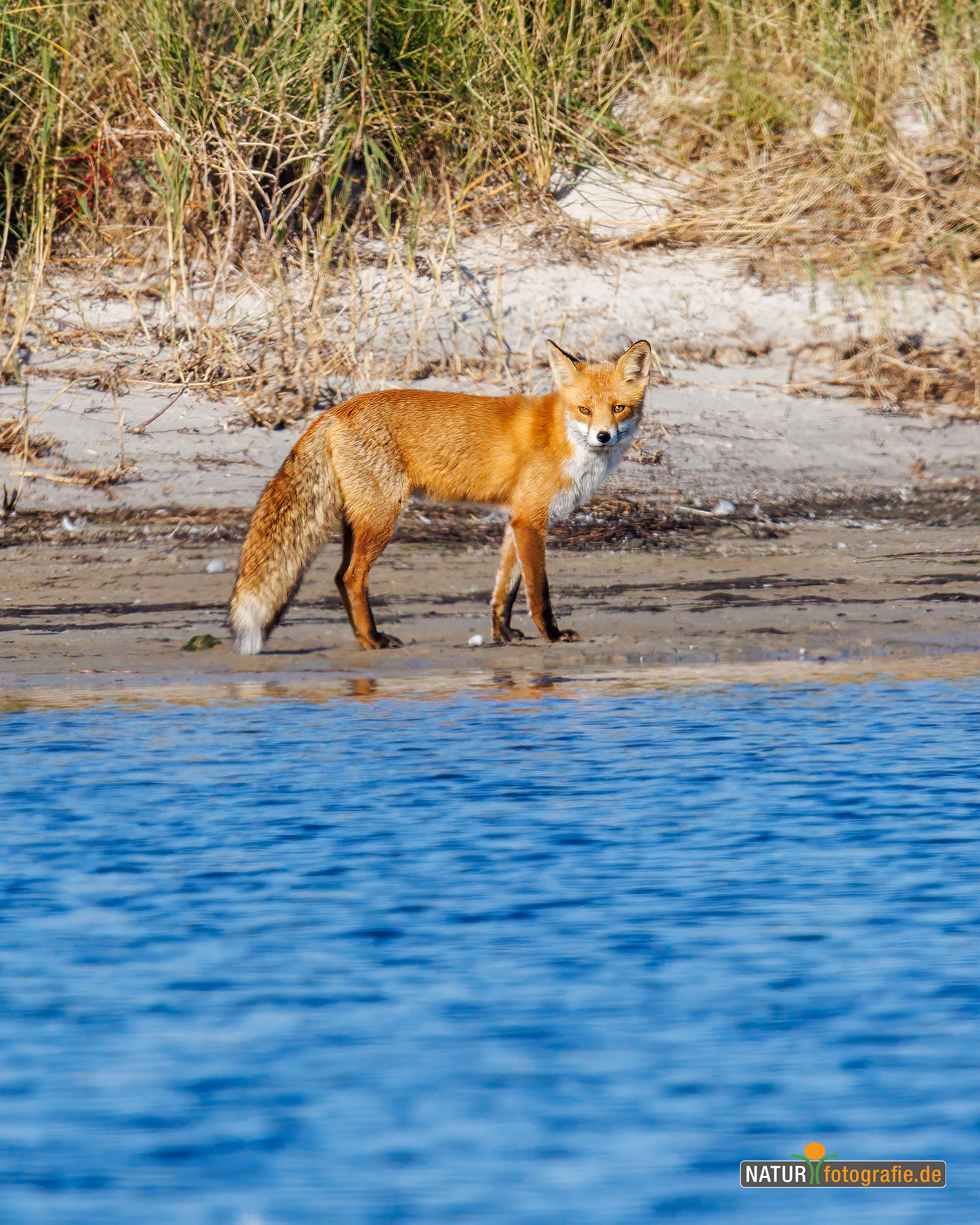naturfotografie.de - Fuchs am Strand naturfotografie.de - Fuchs am Strand