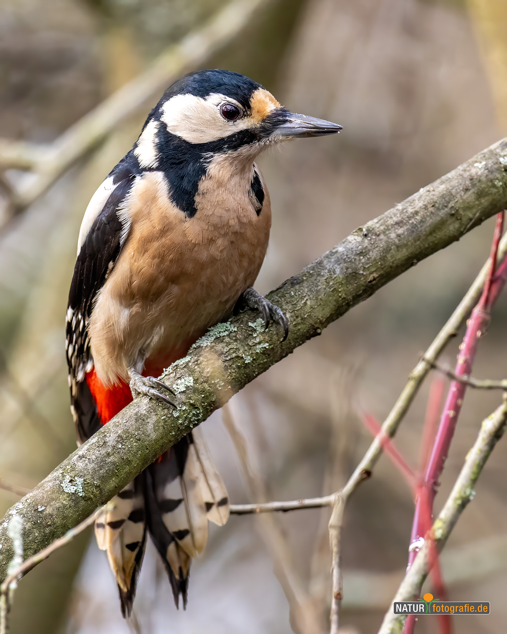 naturfotografie.de - Buntspecht naturfotografie.de - Buntspecht