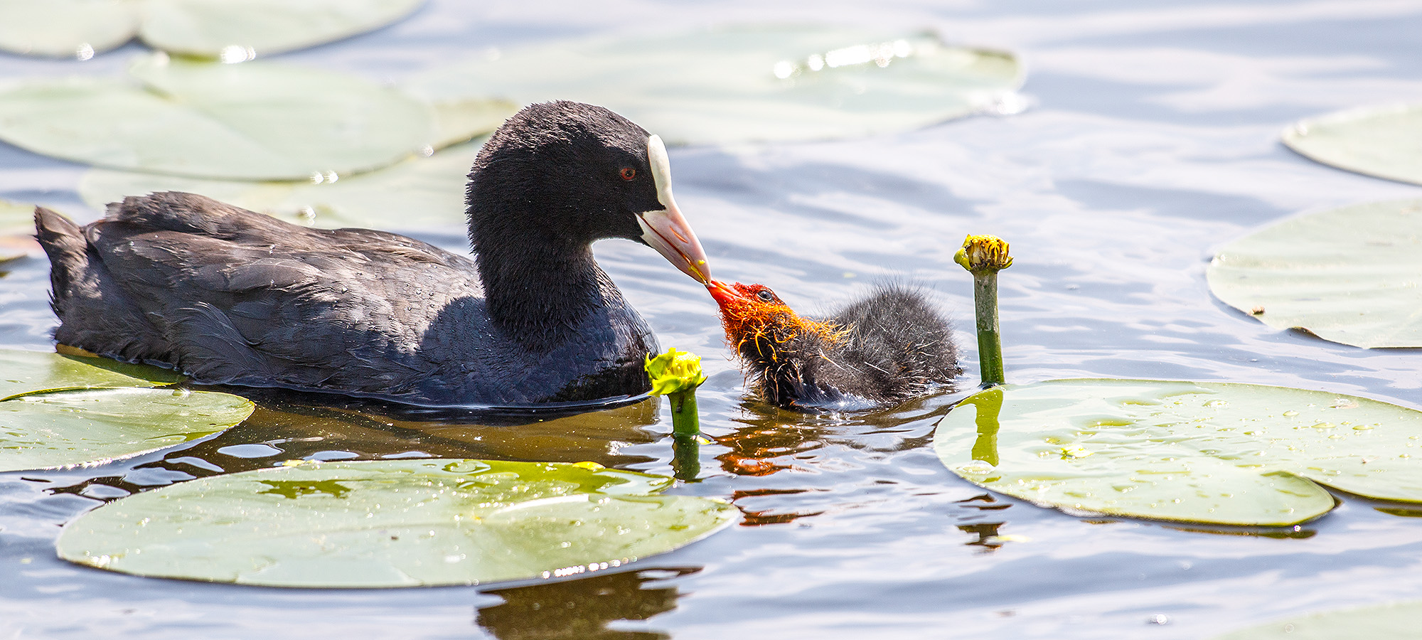naturfotografie.de - Blog - Fotomotive finden im Mai und Juni