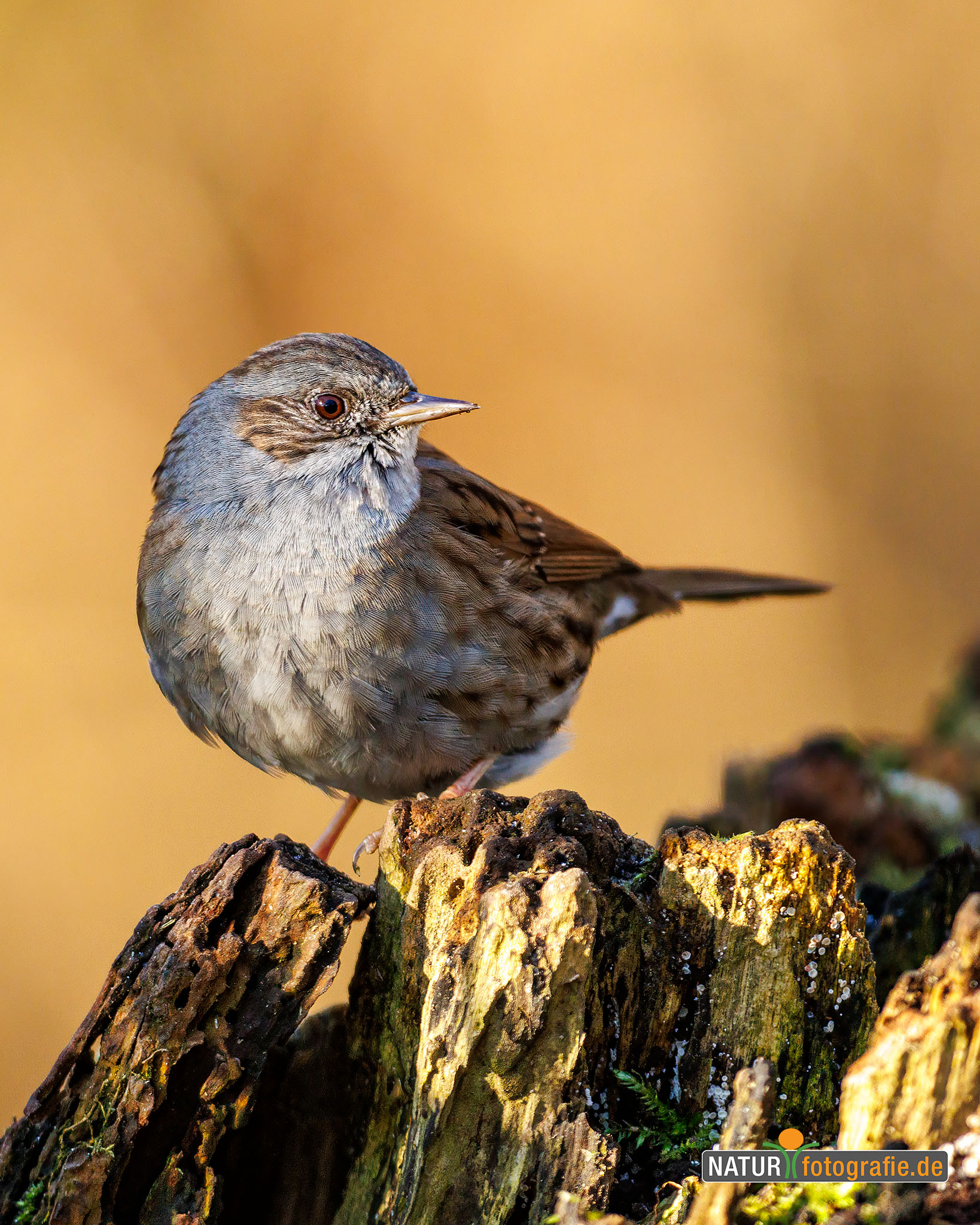 naturfotografie.de - Heckenbraunelle naturfotografie.de - Heckenbraunelle