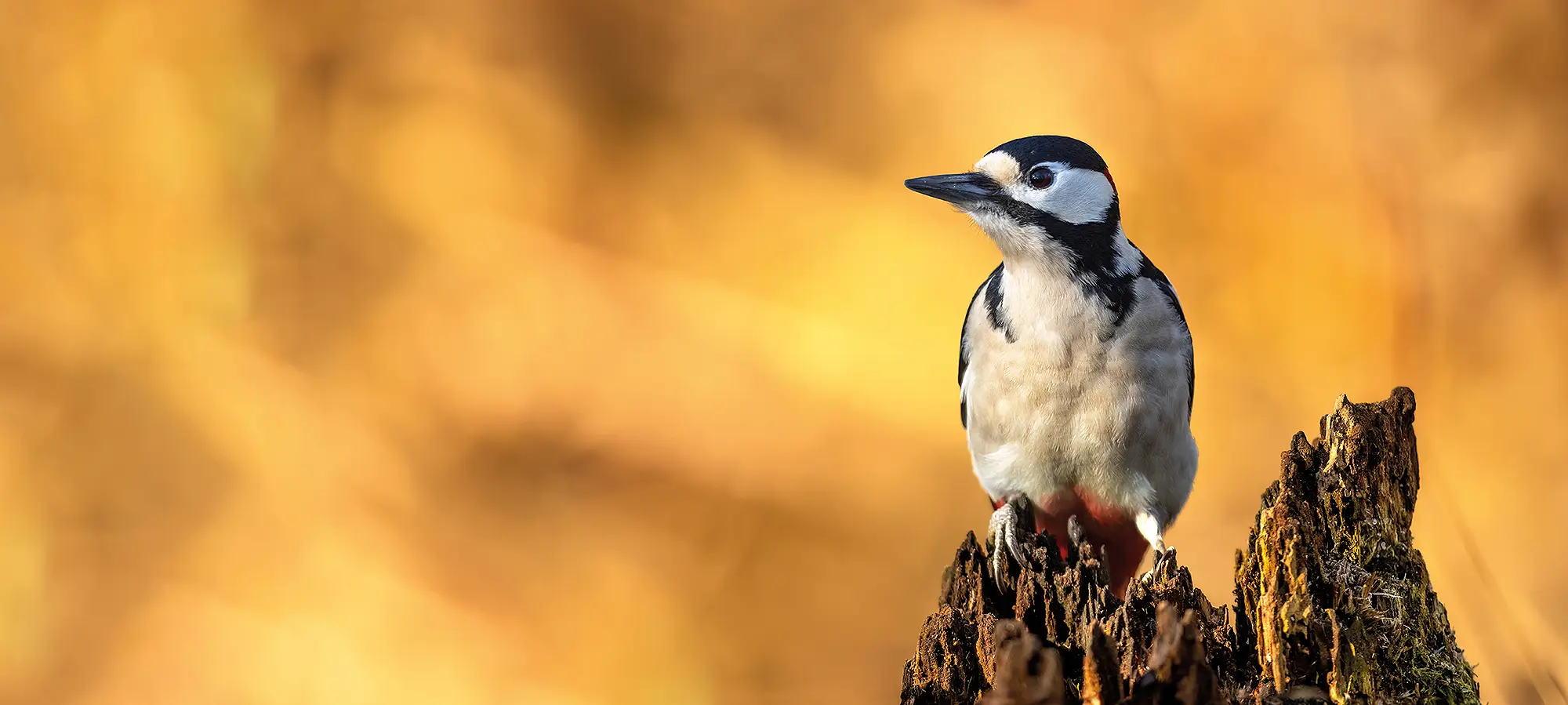 naturfotografie.de Blog - Vogelfotografie - Brennweiten - Buntspecht
