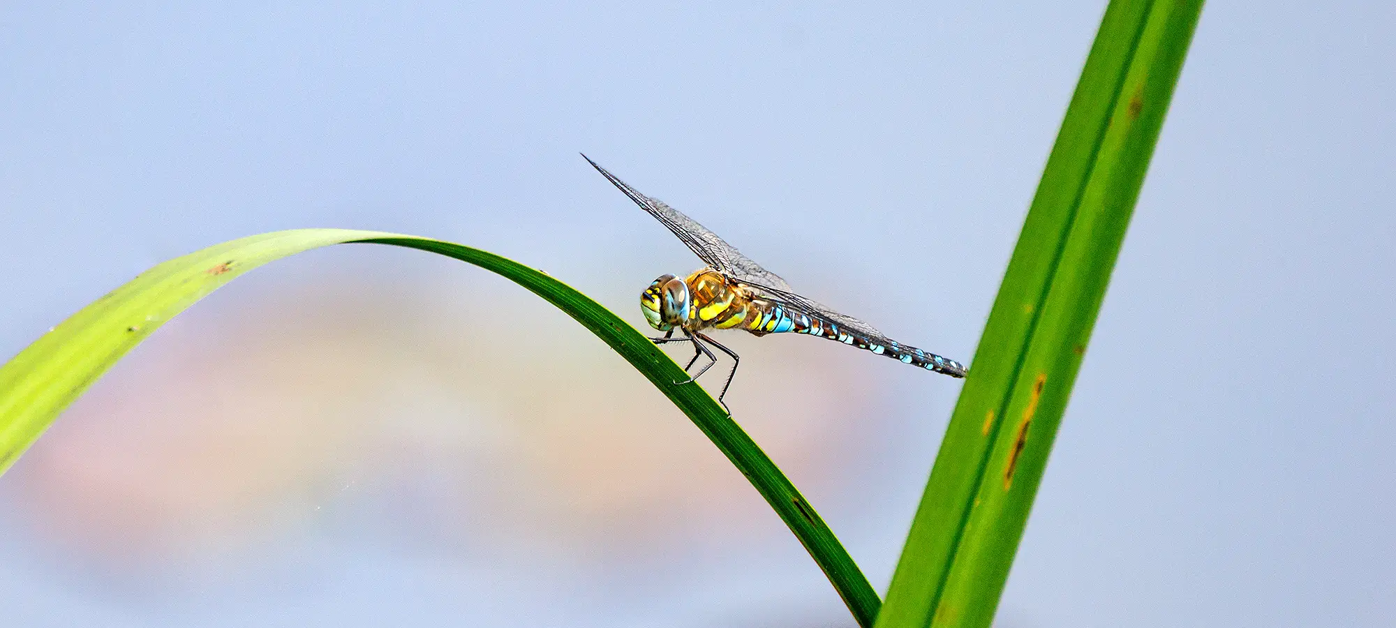 naturfotografie.de - Blog - Fotografieren zwischen Schilf und Wasser - Blau-Grüne Mosaikjungfer naturfotografie.de - Blog - Fotografieren zwischen Schilf und Wasser - Blau-Grüne Mosaikjungfer