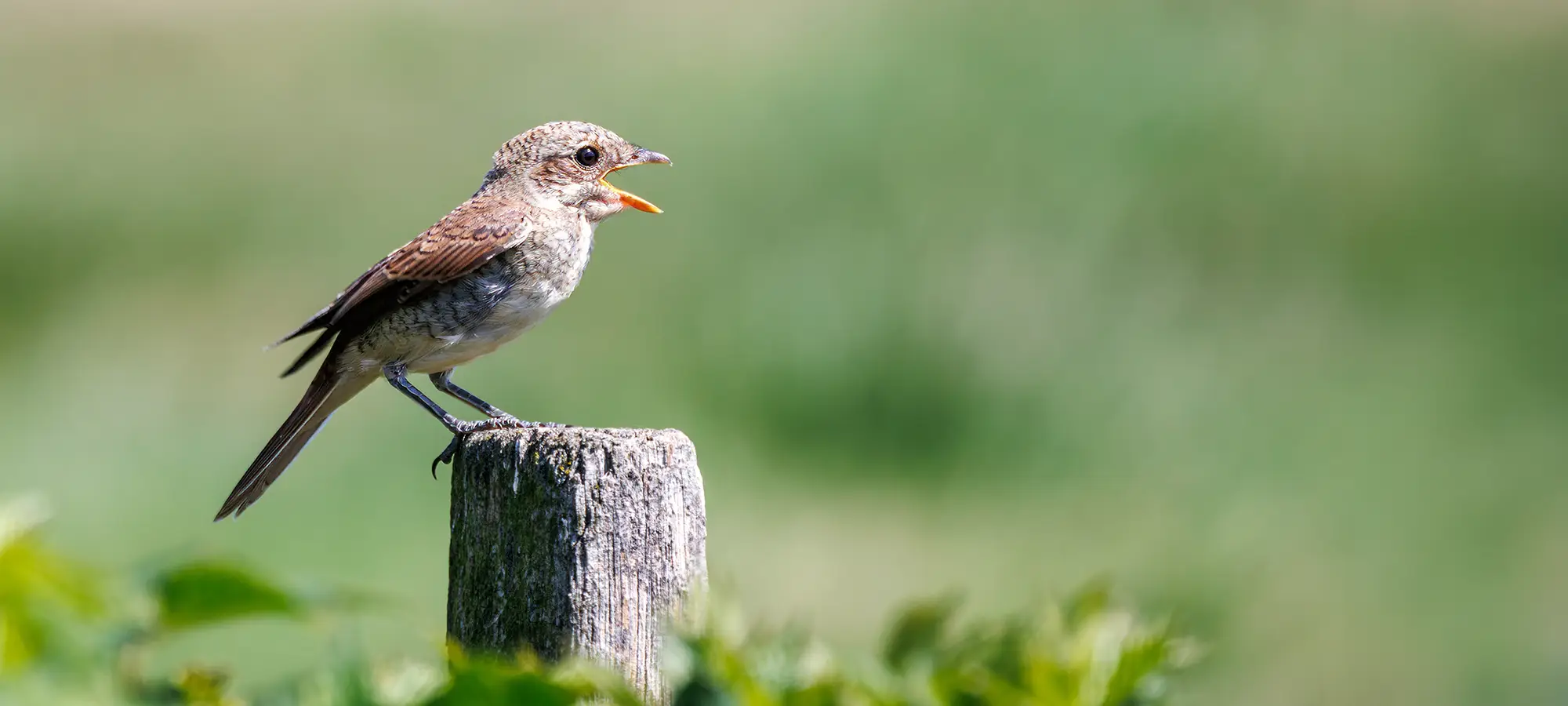 naturfotografie.de Blog - Vogelfotografie - Brennweiten - Neuntöter, Jungvogel