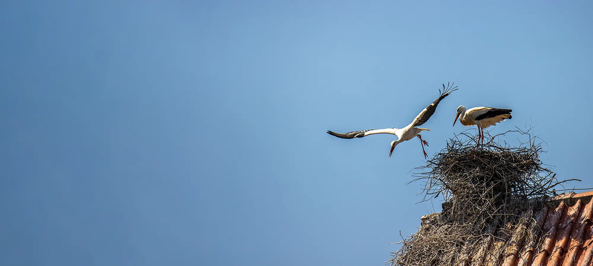 naturfotografie.de - Vogelfotografie - Brennweiten - Weißstorch naturfotografie.de Blog - Vogelfotografie - Brennweiten - Weißstorch